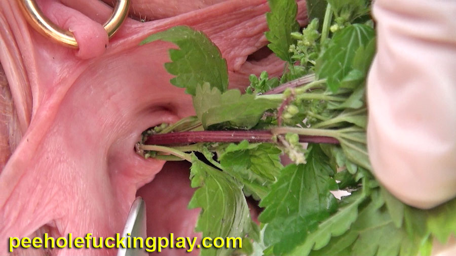 Dead R. reccomend insertion with nettles speculum