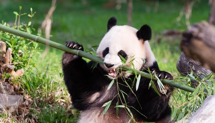Pregnant panda mama plays with toys