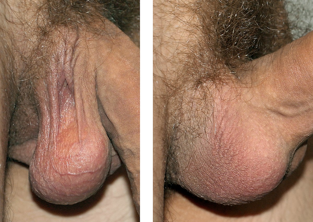 best of Balls pre-cum testicles 5inch average small